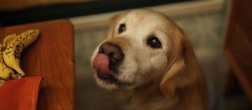 Hund leckt mit Zunge nach Bananen