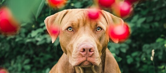 Ein Hund schaut auf Kirschen, die an einem Baum hängen