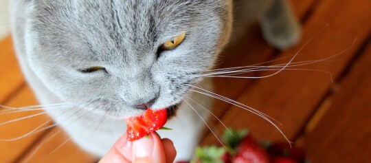 Katze frisst Erdbeere aus Menschenhand.
