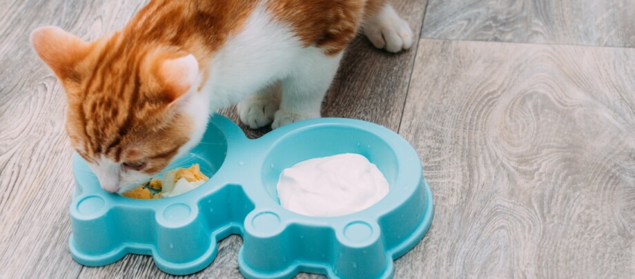 Rot-weiße Katze frisst aus einem Napf mit Joghurt und Ei Rot-weiße Katze frisst aus einem Napf mit Joghurt und Ei