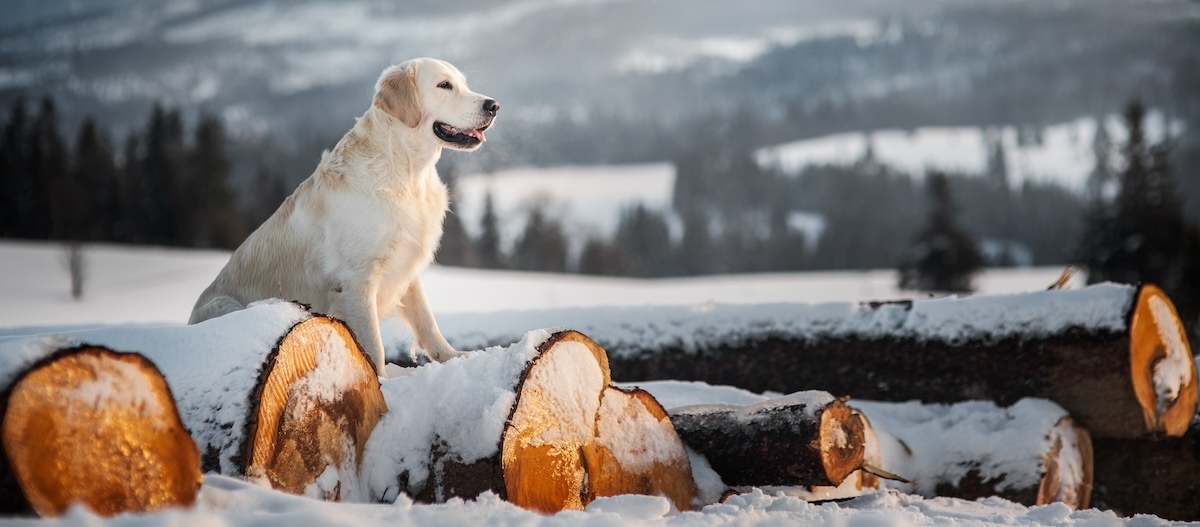 Ein Golden Retriever steht mit den Vorderbeinen auf verschneiten Baumstämmen. Ein Golden Retriever steht mit den Vorderbeinen auf verschneiten Baumstämmen.