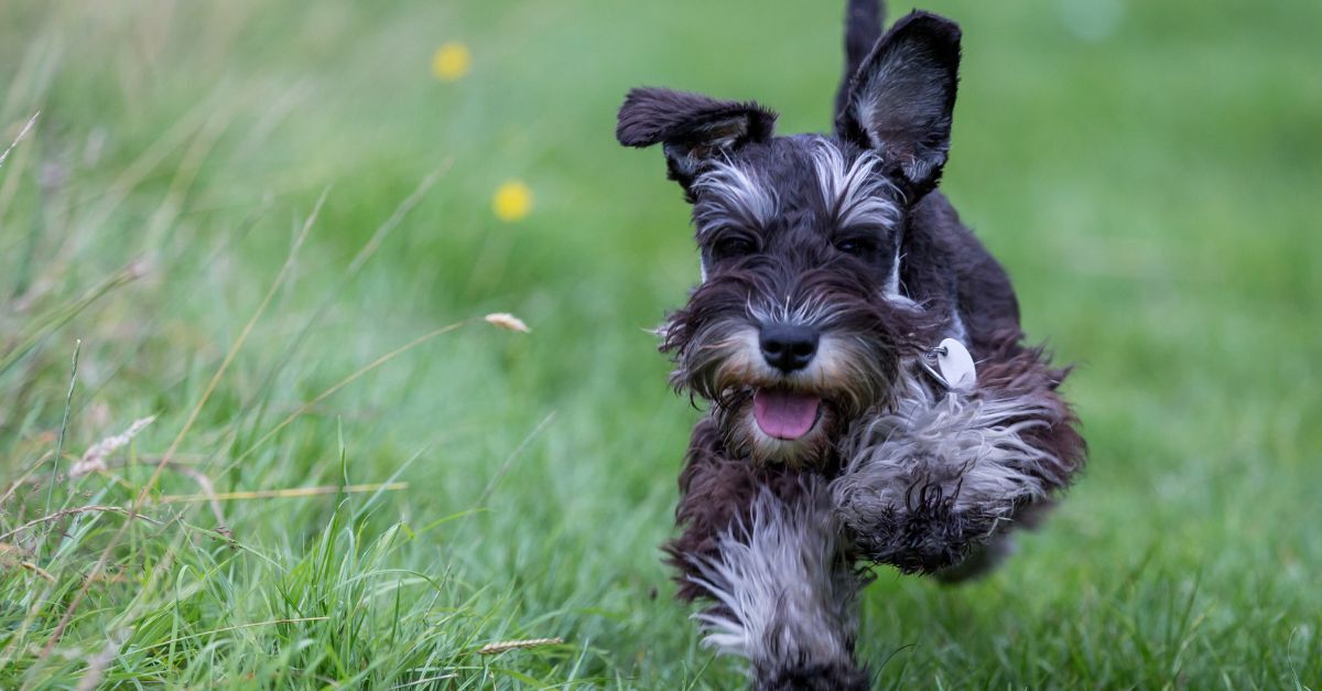 Junger Zwergschnauzer rennt über eine Wiese Junger Zwergschnauzer rennt über eine Wiese
