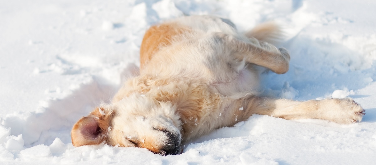 Ein Golden Retriever wälzt sich im Schnee.