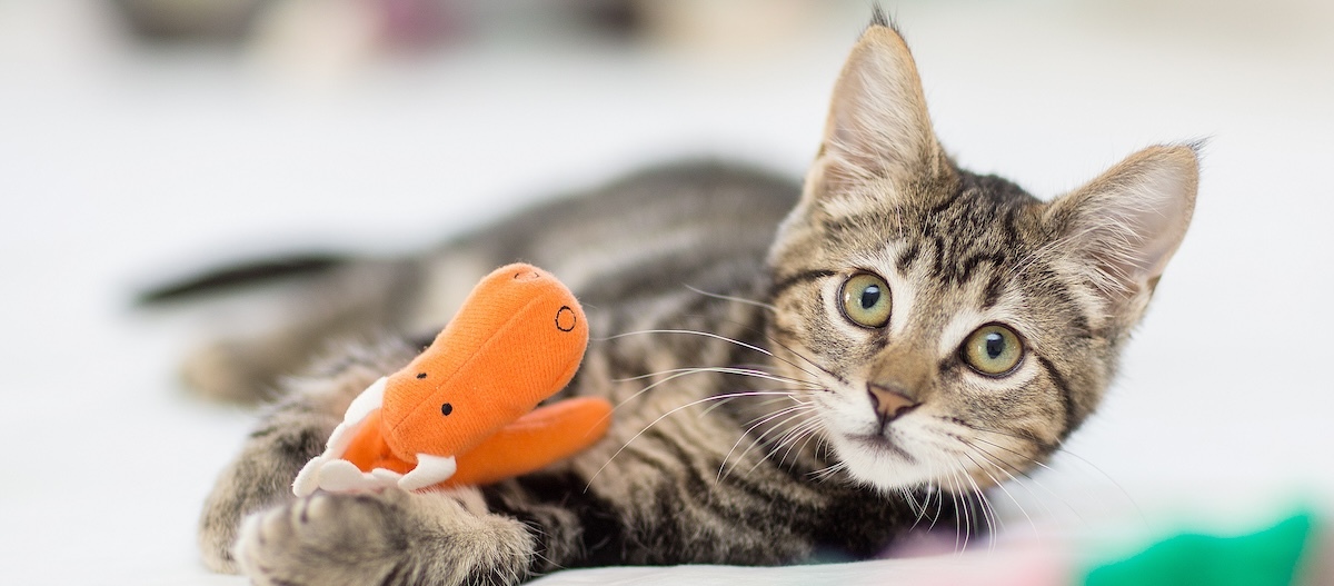 Junge Katze liegt mit einem Stoffspielzeug auf dem Boden und schaut in die Kamera. Junge Katze liegt mit einem Stoffspielzeug auf dem Boden und schaut in die Kamera.