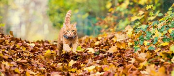 Eine Katze mit GPS-Tracker läuft durch herbstliches Laub,