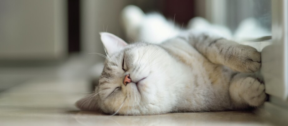 Eine Katze streckt sich vor der Terrassentür Eine Katze streckt sich vor der Terrassentür