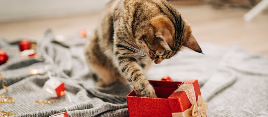 Katze greift mit Pfote in eine festliche Geschenkbox Katze greift mit Pfote in eine festliche Geschenkbox