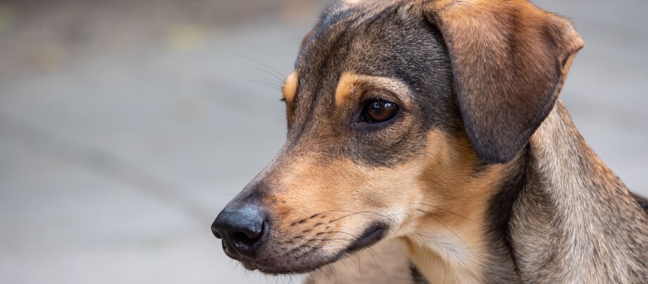 Ein Hund schaut auf etwas in der Ferne