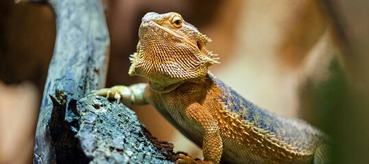 Ratgeber Terra Bartagamen Haltung