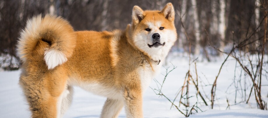 Ein Akita Inu steht im Schnee Ein Akita Inu steht im Schnee