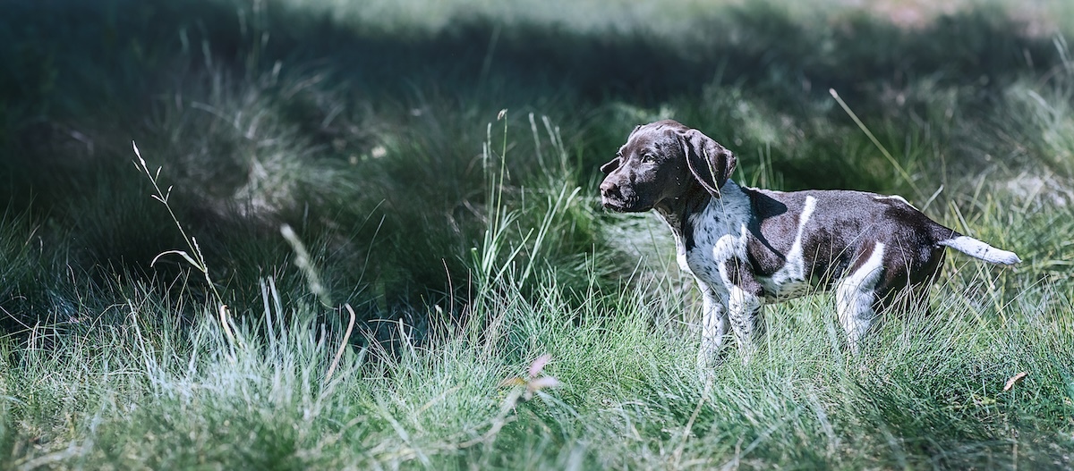 Junger deutscher Kurzhaar auf der Wiese