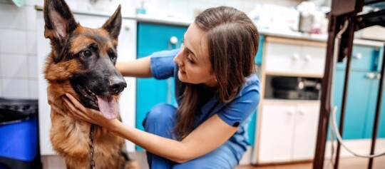 Junge Tierärztin untersucht einen Schäferhund im Behandlunsgzimmer
