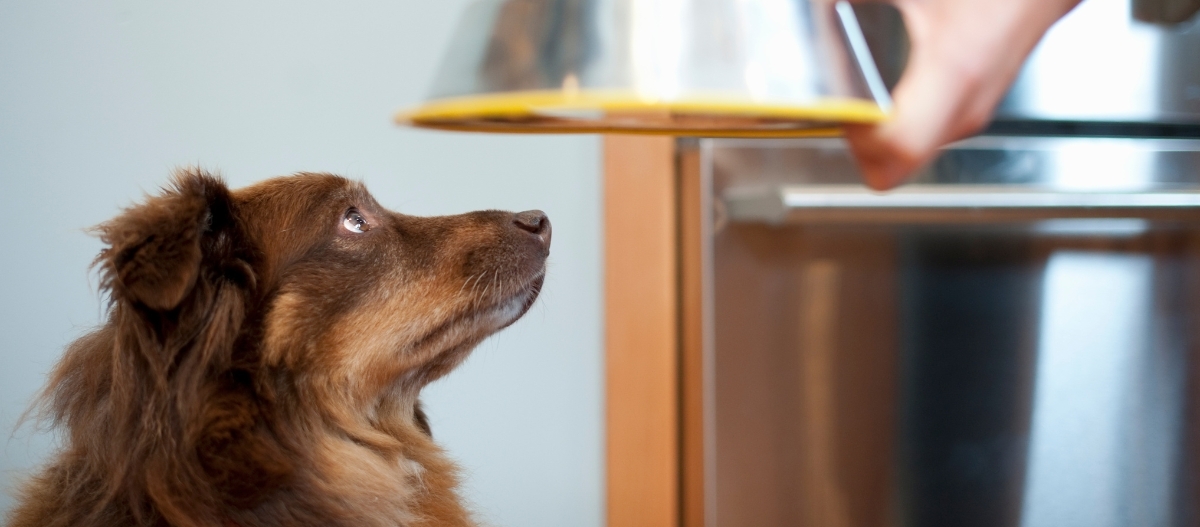 Ein Hund schaut gespannt zu einem Edelstahlnapf hinauf, der ihm von oben gereicht wird Ein Hund schaut gespannt zu einem Edelstahlnapf hinauf, der ihm von oben gereicht wird