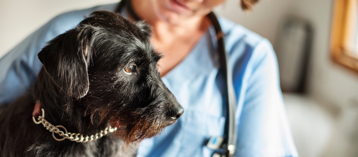 Eine Ärztin in einem blauen Kittel hält einen Hund und behandelt ihn Eine Ärztin in einem blauen Kittel hält einen Hund und behandelt ihn