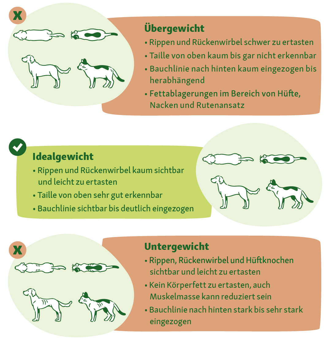 Übersicht: Übergewicht erkennen bei Katzen und Hunden