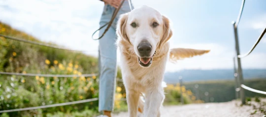 Hund während dem Gassi gehen