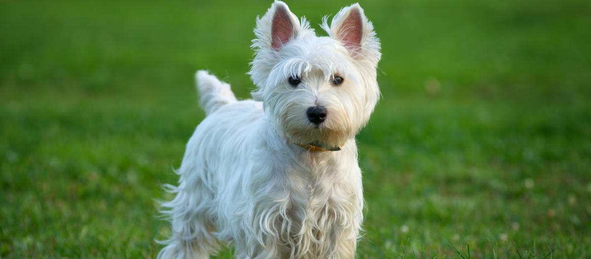 Kleiner Hund spaziert auf einer großen Wiese Kleiner Hund spaziert auf einer großen Wiese