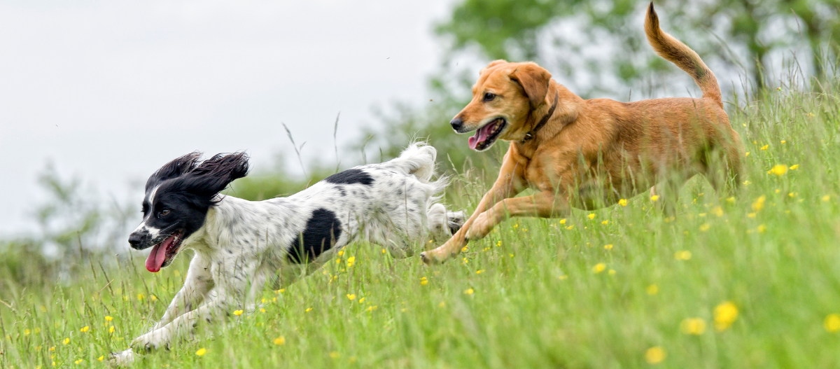 Zwei Hunde jagen sich gegenseitig auf der Wiese Zwei Hunde jagen sich gegenseitig auf der Wiese