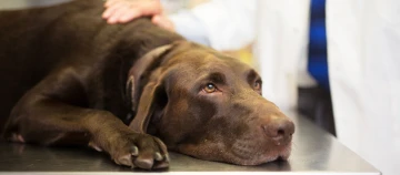 Hund liegt während einem Tierarztbesuch auf dem Tisch