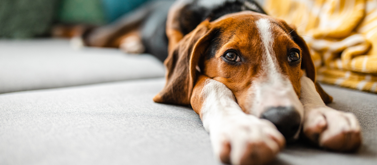 Hund macht sich auf der Couch breit und entspannt Hund macht sich auf der Couch breit und entspannt