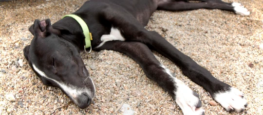 Ein schwarzer Hund liegt auf den Boden