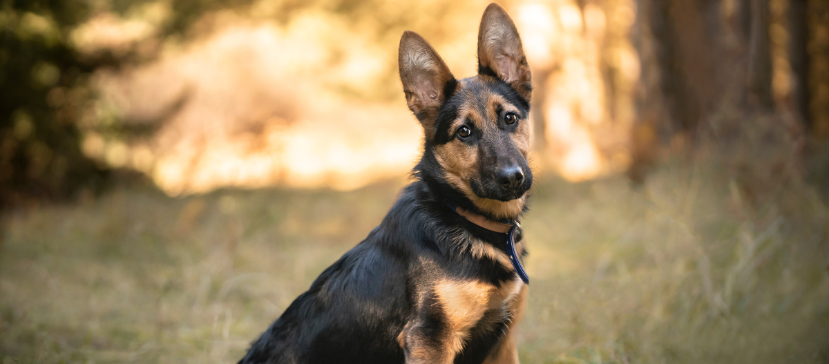 Ein junger Schäferhund auf einer Lichtung
