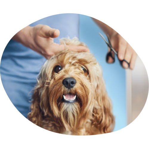 Fressnapf Salon Service Landing Page