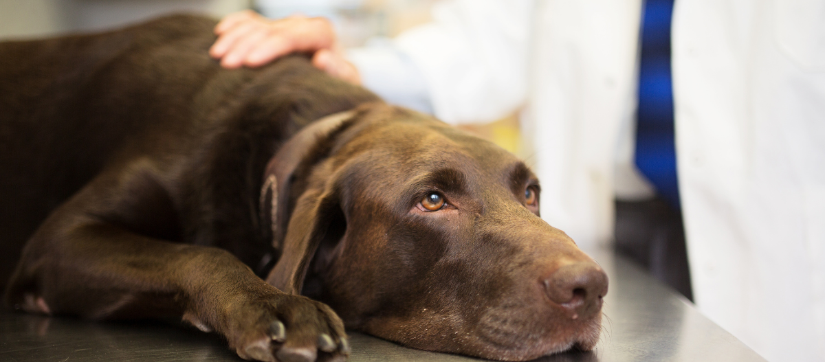 Brauner Labrador beim Tierarzt Brauner Labrador beim Tierarzt