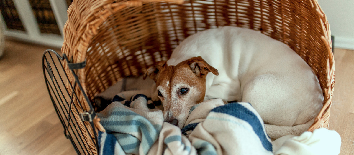 Jack Russel in einer Transportbox Jack Russel in einer Transportbox