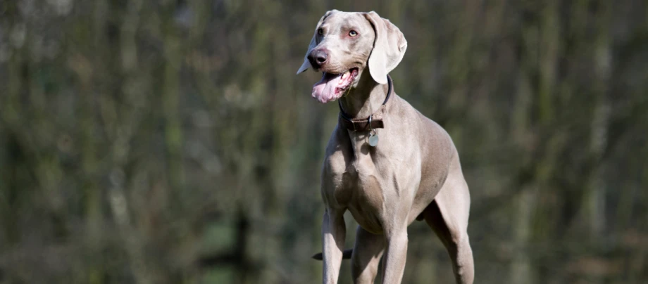 Weimaraner_1 Weimaraner auf der Wiese
