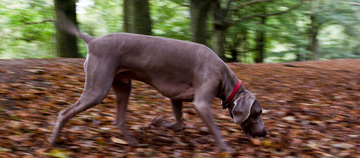 Weimaraner_2