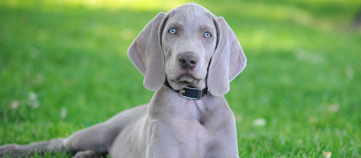 Weimaraner_4 Weimaraner Welpe
