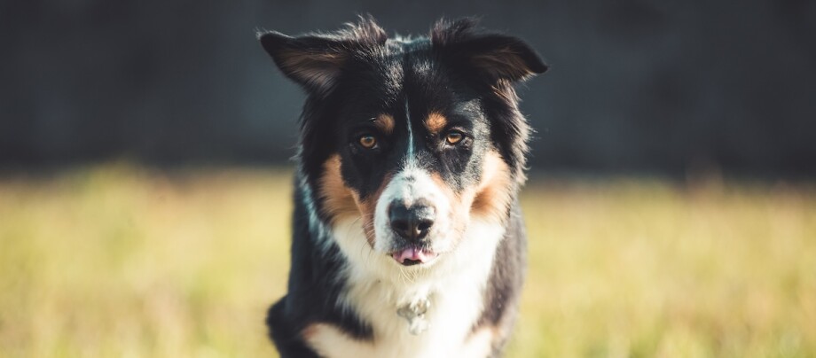 Close up of an australian shepherd dog running to meet the viewer, Lecco, Lombardy, Italy Ein Australian Shepherd Black Tri läuft auf einer Wiese der Kamera entgegen.
