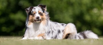 Ein Australian Shepherd Blue Merle liegt im Gras und blickt in die Kamera.
