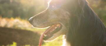 Hund hechelt und Sonne scheint