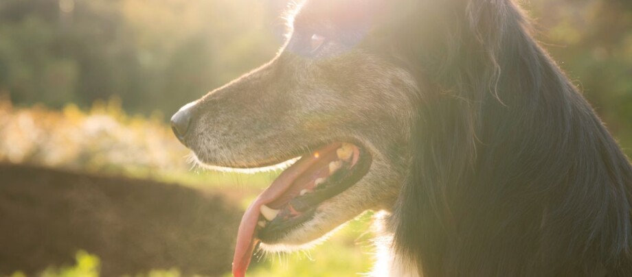hund-hecheln Hund hechelt und Sonne scheint