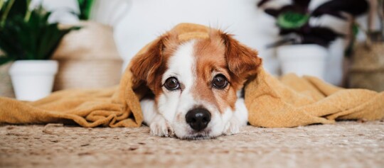 Hund liegt unter einer Decke