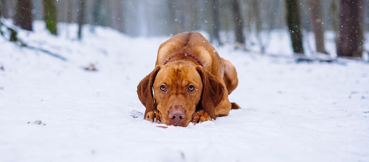 hund-liegend-schnee Hund liegt im Schnee