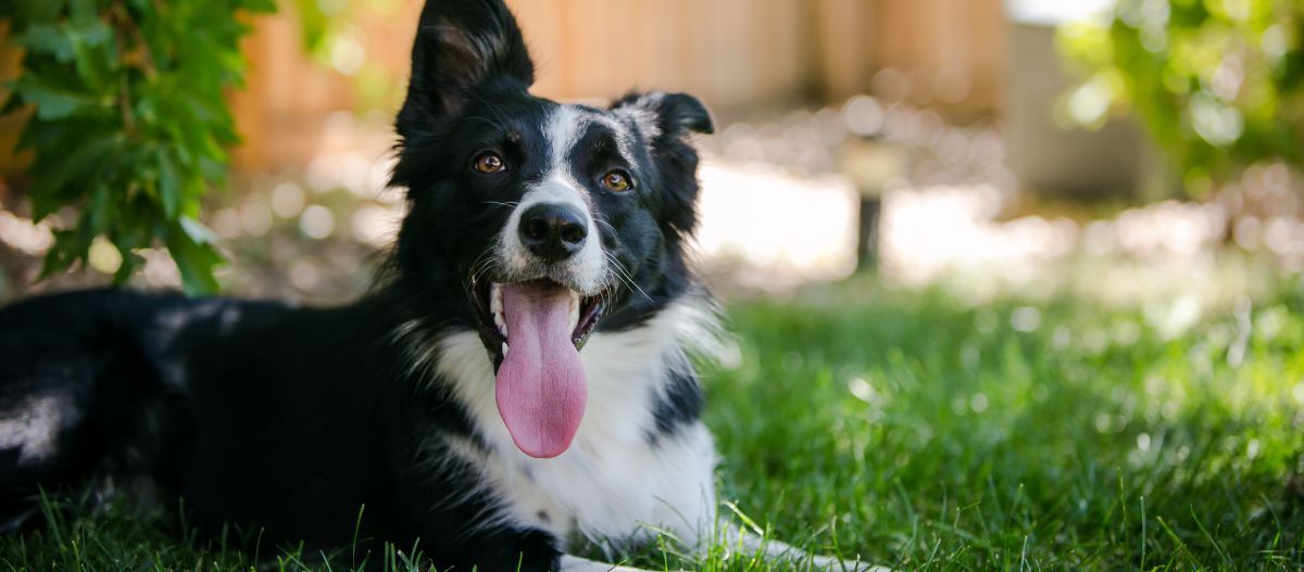 hund-liegnd-wiese-sommer Hund liegt auf der Wiese