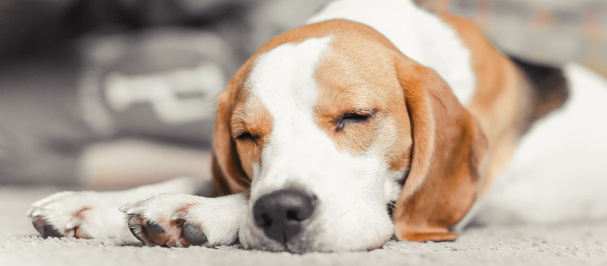 hund-schlaf Ein Hund schläft