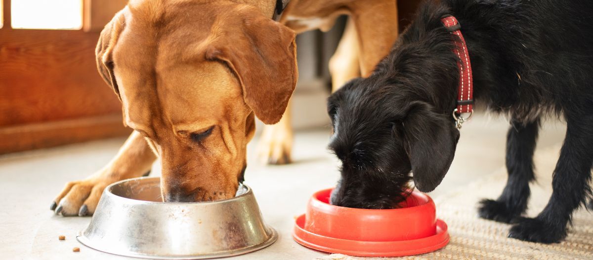 hunde-futter Zwei Hunde futtern aus dem Napf