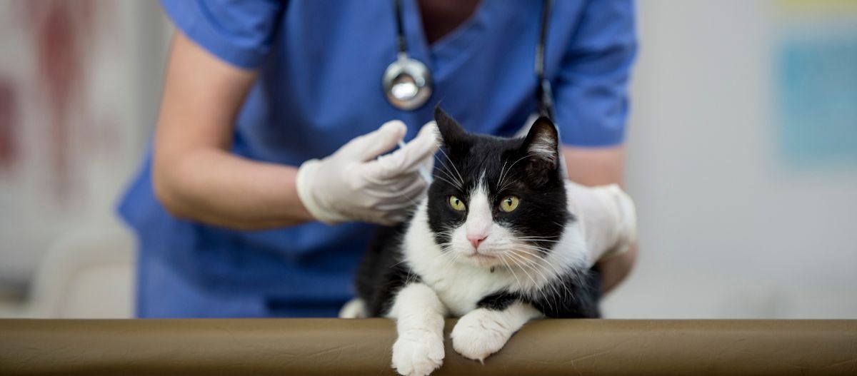 Katzenimpfung Katzenimpfung