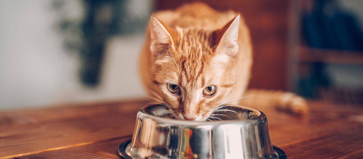 katze-futtert-aus-dem-napf