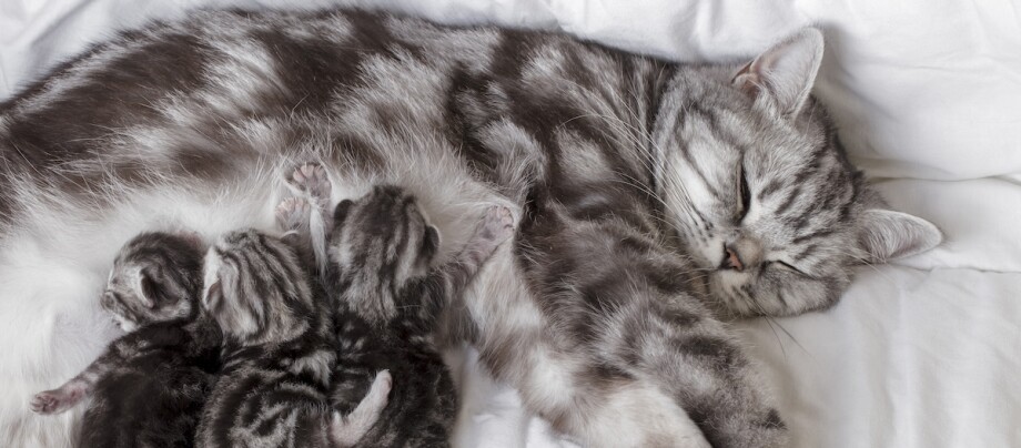 katzengeburt Kitten trinken an den Zitzen