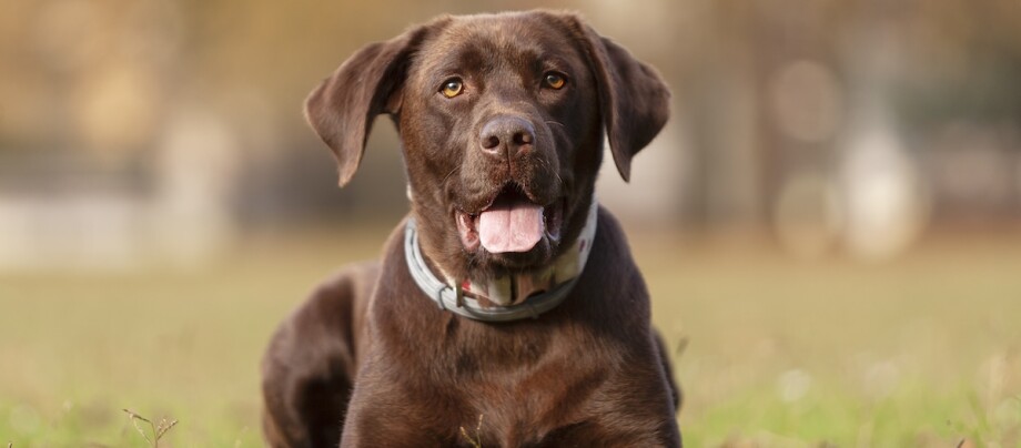 Ein brauner Labrador Retriever liegt im Gras und blickt in die Kamera.