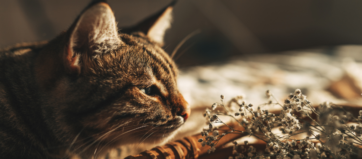 Katze niest oft 2 Die Katze riecht an Blumen