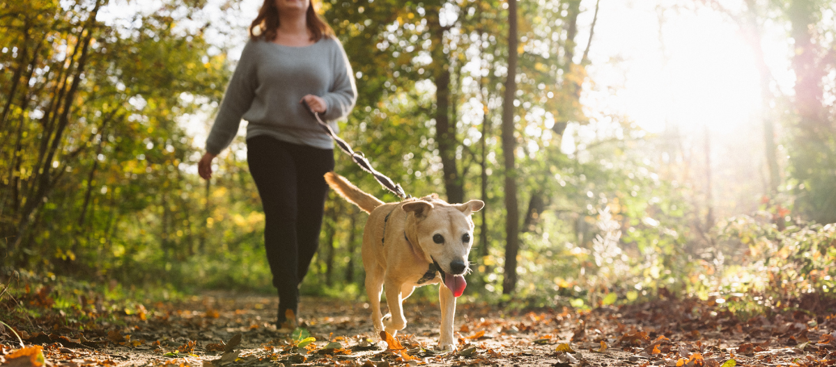 Leinenpflicht in der Brut- und Setzzeit_2 Hund an der Leine
