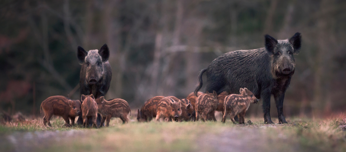 Leinenpflicht in der Brut- und Setzzeit Zwei Wildschweine mit ihren Jungtieren