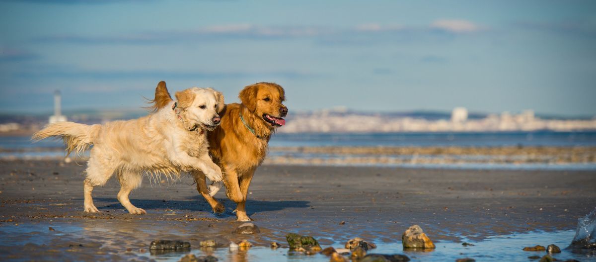 Retriever-spielen-am-strand_1200x527 Zwei Retriever spielen am Strand