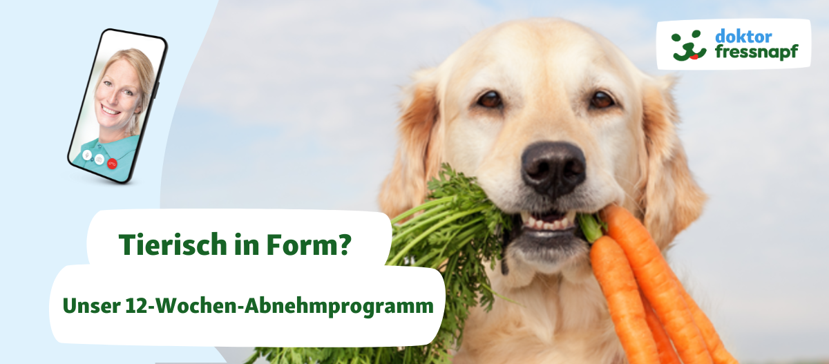 12-Wochen-Abnehmprogramm für Hunde und Katzen